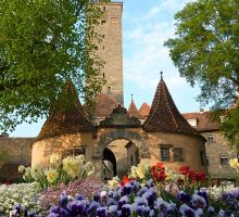 Burgtor Rothenburg mit Blumen im Vordergrund